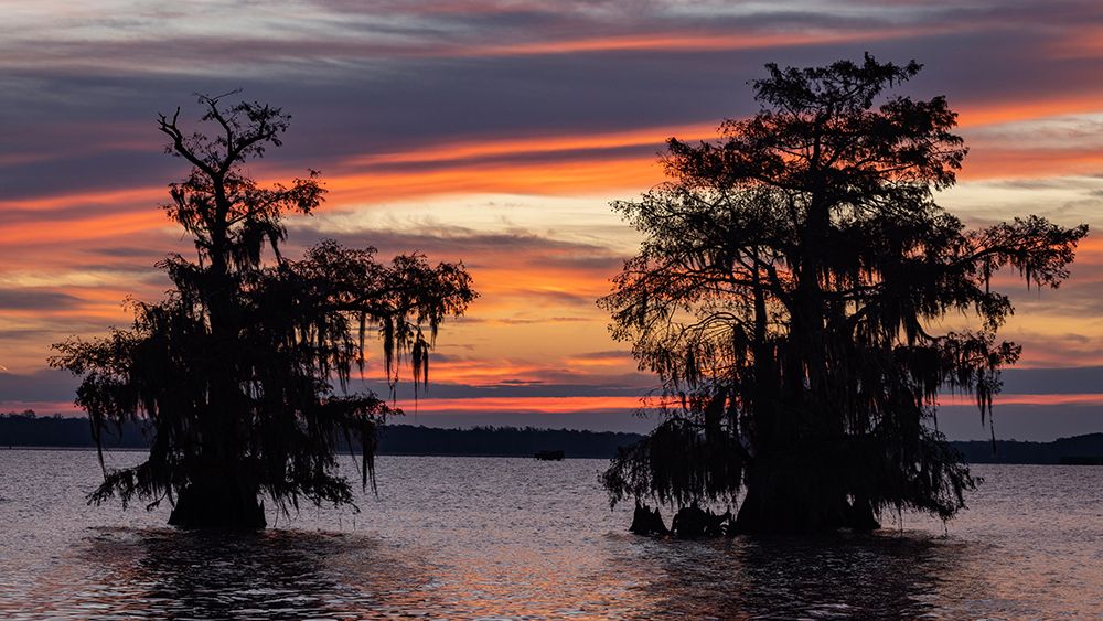 Cypress trees silhouetted at sunrise in autumn at Lake Dauterive near Loreauville-Louisiana-USA